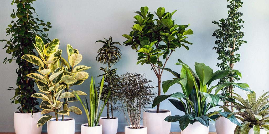 The advantages of indoor plants for air purification